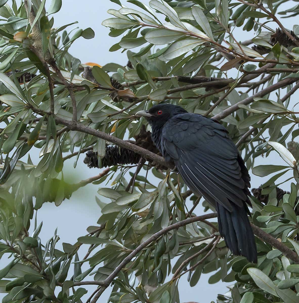 Rainbird getting out of the rain | BIRDS in BACKYARDS